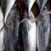 Harga Ikan Tongkol di Aceh Anjlok dari Rp20 Ribu Jadi Rp3.000 per Kg