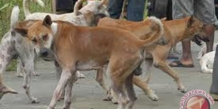 Tuanku Muhammad Minta Anjing Liar di Kota Banda Aceh Ditertibkan