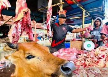 Aceh Barat Beli Puluhan Ternak dari Bantuan Presiden untuk Korban Bencana