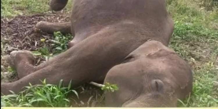 Gajah Sumatera 20 Tahun Diduga Mati Terlilit Kawat Listrik di Aceh Tengah