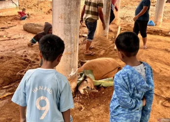 Sapi Bantuan Presiden Diterima Penyintas Bencana Aceh Tengah