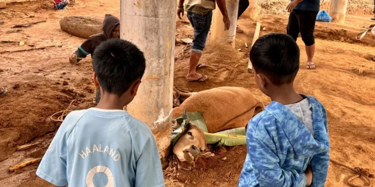 Sapi Bantuan Presiden Diterima Penyintas Bencana Aceh Tengah