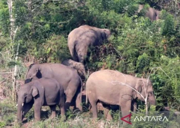 Petani di Pintu Rime Gayo Tewas Diserang Kawanan Gajah
