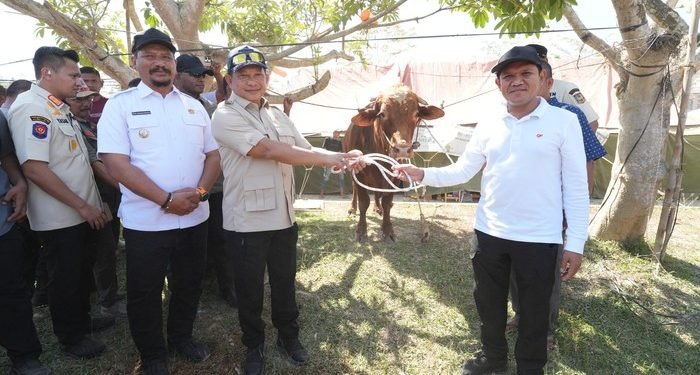 Mendagri Serahkan 1.455 Sapi Bantuan Presiden Prabowo untuk Warga Aceh