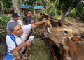 Baznas Kirim 200 Sapi ke Aceh untuk Tradisi Meugang