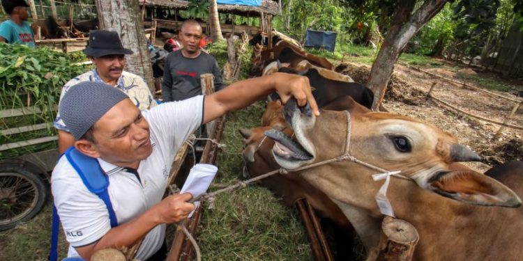 Baznas Kirim 200 Sapi ke Aceh untuk Tradisi Meugang