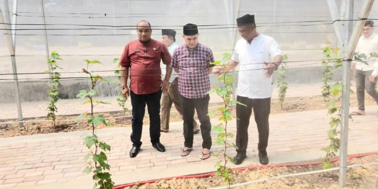 Budidaya Anggur dengan Greenhouse, Kadisdik Aceh Sambangi SMKN 1 Peureulak