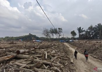 Penyintas Bencana Aceh Timur Beralih Profesi Jadi Buruh Kayu