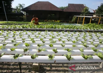 Dinas Pangan Aceh Imbau Masyarakat Budayakan Gerakan Tanaman Pangan