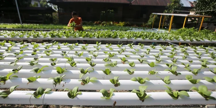 Dinas Pangan Aceh Imbau Masyarakat Budayakan Gerakan Tanaman Pangan