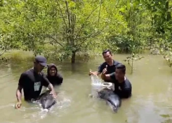 Warga Evakuasi Dua Lumba-lumba Terdampar di Aceh Tamiang