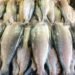 Lebaran, Harga Ikan Laut Segar di Aceh Melambung
