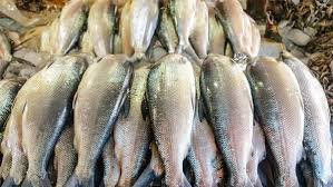 Lebaran, Harga Ikan Laut Segar di Aceh Melambung