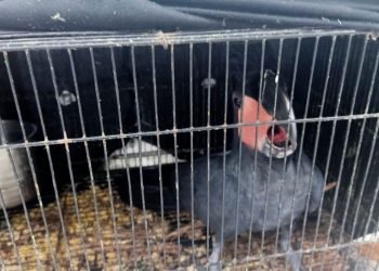 Kemenhut Dalami Kasus Penjualan Satwa ke Luar Negeri dari Sumut dan Aceh