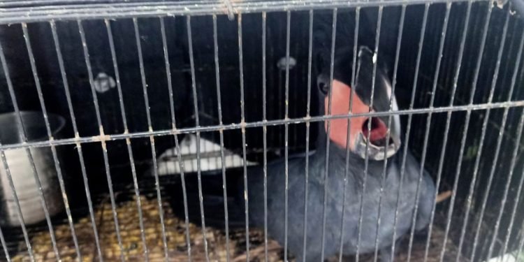 Kemenhut Dalami Kasus Penjualan Satwa ke Luar Negeri dari Sumut dan Aceh