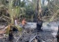 Dua Hektare Lahan di Montasik Dilalap Sijago Merah