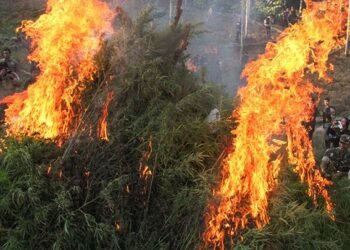 Polda Aceh Temukan 20 Hektare Ladang Ganja