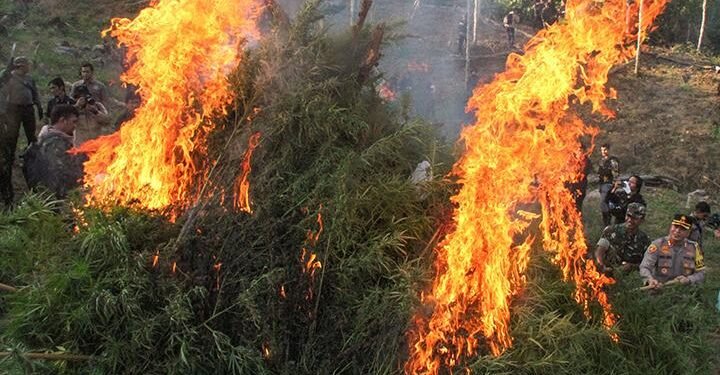 Polda Aceh Temukan 20 Hektare Ladang Ganja