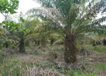 Nyan, Petani Sawit Aceh Masih Berjuang Pulihkan Kebun