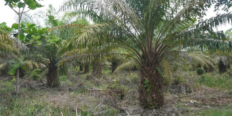 Nyan, Petani Sawit Aceh Masih Berjuang Pulihkan Kebun