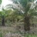 Nyan, Petani Sawit Aceh Masih Berjuang Pulihkan Kebun