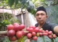 Panen Melimpah Pasca Bencana, Petani Kopi Gayo Kekurangan Buruh Petik