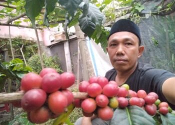 Panen Melimpah Pasca Bencana, Petani Kopi Gayo Kekurangan Buruh Petik