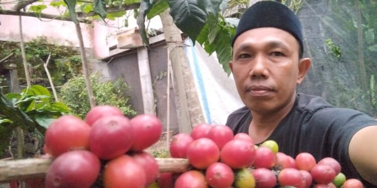 Panen Melimpah Pasca Bencana, Petani Kopi Gayo Kekurangan Buruh Petik