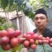 Panen Melimpah Pasca Bencana, Petani Kopi Gayo Kekurangan Buruh Petik