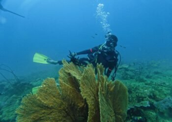 Pesona Bawah Laut Karang Cina Putri Abdya: Surga Tersembunyi yang Siap Dongkrak Wisata Bahari Aceh Barat Daya