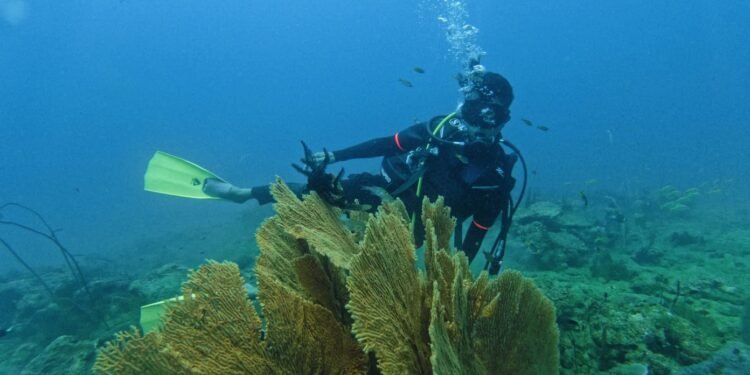 Pesona Bawah Laut Karang Cina Putri Abdya: Surga Tersembunyi yang Siap Dongkrak Wisata Bahari Aceh Barat Daya
