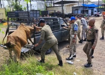 Satpol PP dan WH Aceh Besar Kembali Ciduk Ternak Berkeliaran di Jalan Sukarno Hatta