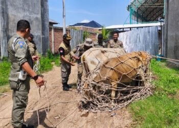 Satpol PP dan WH Aceh Besar Amankan Lima Sapi Berkeliaran di Ingin Jaya