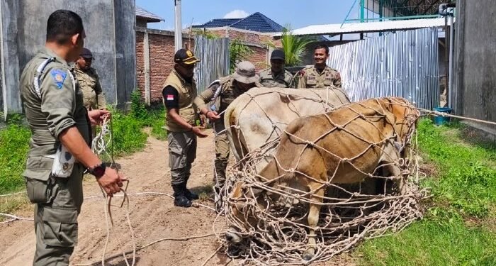 Satpol PP dan WH Aceh Besar Amankan Lima Sapi Berkeliaran di Ingin Jaya