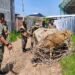 Satpol PP dan WH Aceh Besar Amankan Lima Sapi Berkeliaran di Ingin Jaya
