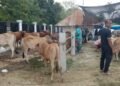Pasar Hewan Sibreh Aceh Besar Dipadati Pembeli Jelang Idul Adha
