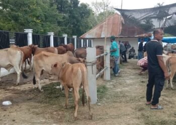 Pasar Hewan Sibreh Aceh Besar Dipadati Pembeli Jelang Idul Adha