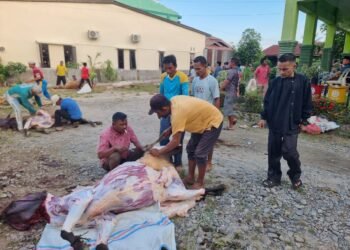 Kantor Kemenag Aceh Tenggara Sembelih 15 Sapi dan 1 Kambing