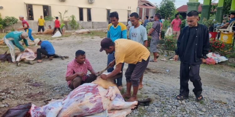 Kantor Kemenag Aceh Tenggara Sembelih 15 Sapi dan 1 Kambing