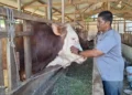 Pedagang di Aceh Besar Sukses Pasok 100 Ekor Sapi Kurban