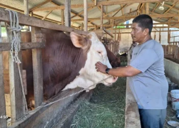 Pedagang di Aceh Besar Sukses Pasok 100 Ekor Sapi Kurban