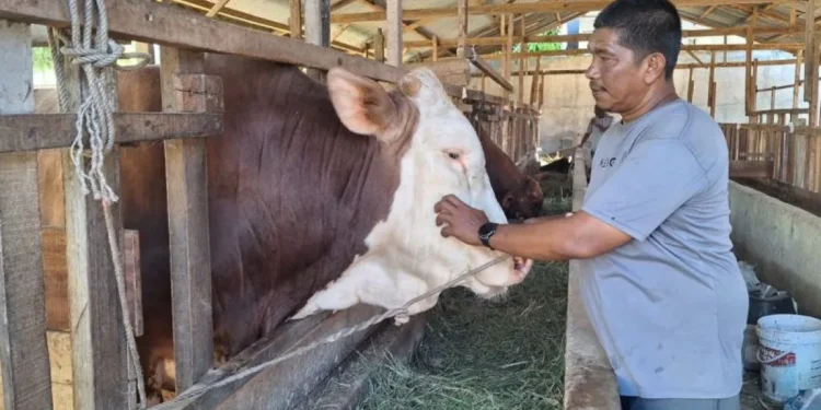 Pedagang di Aceh Besar Sukses Pasok 100 Ekor Sapi Kurban