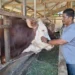 Pedagang di Aceh Besar Sukses Pasok 100 Ekor Sapi Kurban