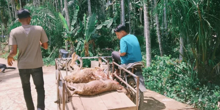 Dompet Dhuafa Aceh Salurkan Kurban di Riseh Teungoh Sawang