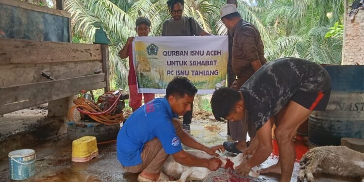 PW ISNU Aceh Salurkan Hewan Kurban ke Tiga Kabupaten/Kota