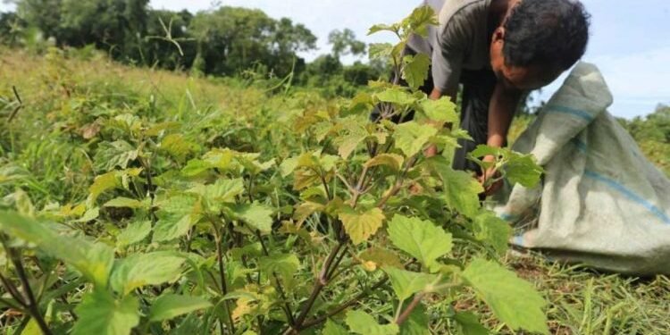 USK Perkuat Industri Nilam Aceh Berkelanjutan