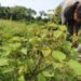 USK Perkuat Industri Nilam Aceh Berkelanjutan