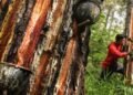 Warga Soroti Usulan PBPH Getah Pinus PT JMI, Akses Hidup Lokal Terancam?