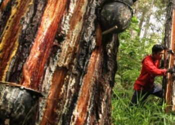 Warga Soroti Usulan PBPH Getah Pinus PT JMI, Akses Hidup Lokal Terancam?