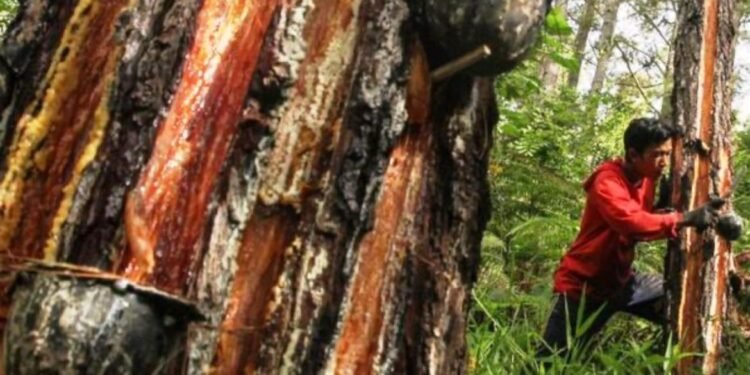 Warga Soroti Usulan PBPH Getah Pinus PT JMI, Akses Hidup Lokal Terancam?